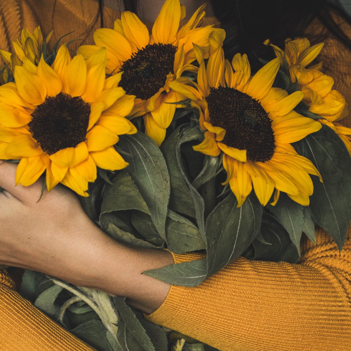 Girasoles | Flores a domicilio | Florería La Silvestre