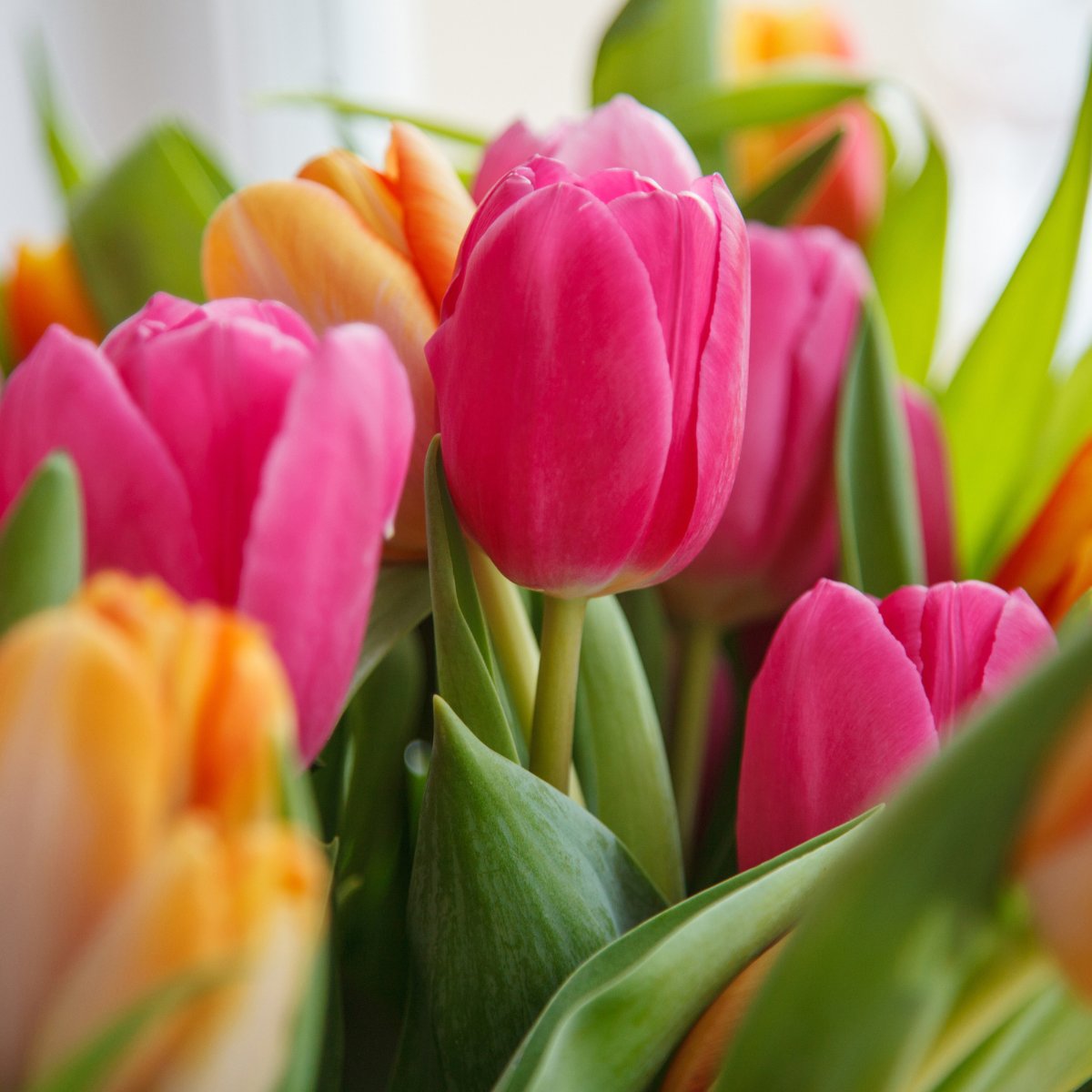 Tulipanes