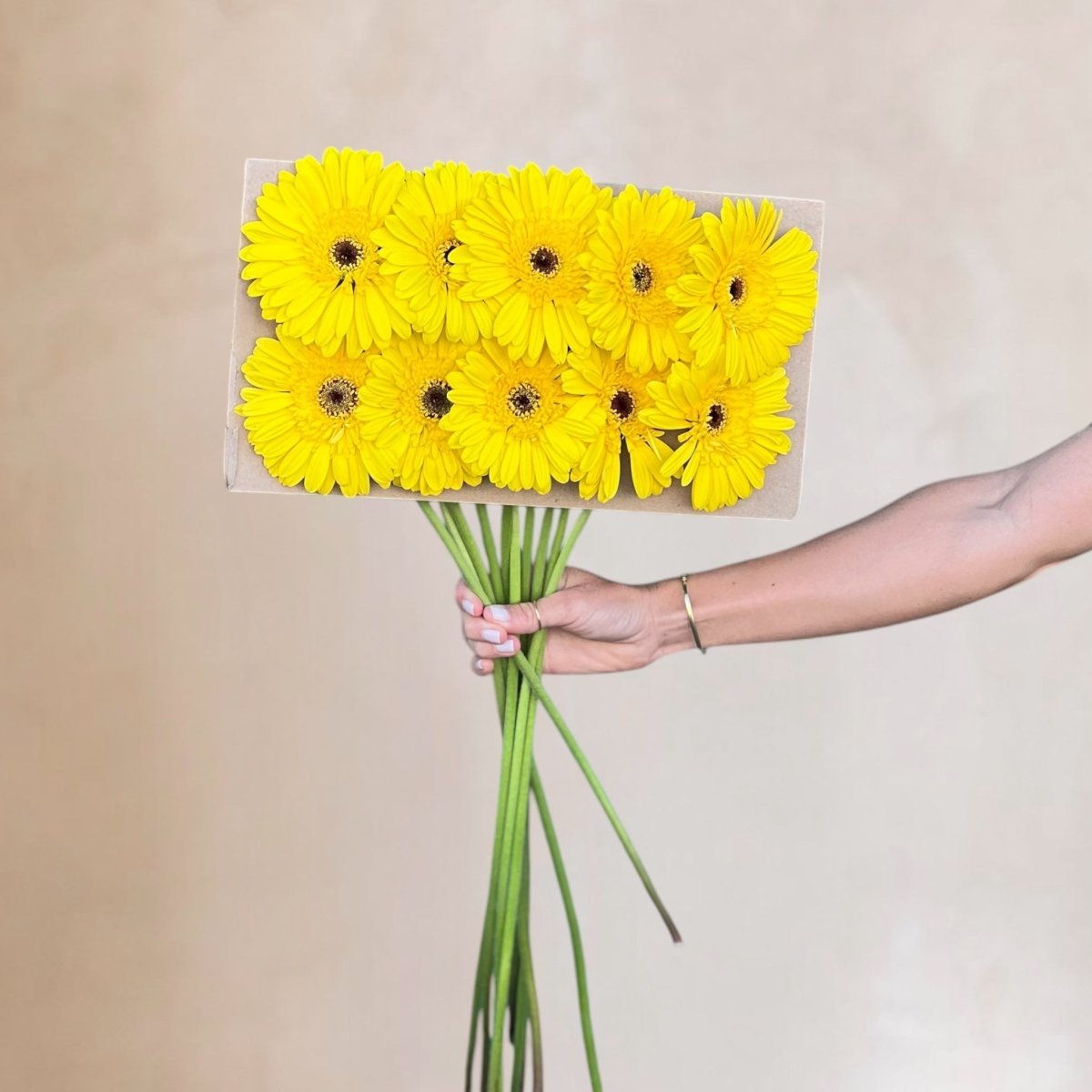 Gerberas frescas a domicilio en Santiago, flor silvestre ideal para ramos y arreglos florales, entrega rápida