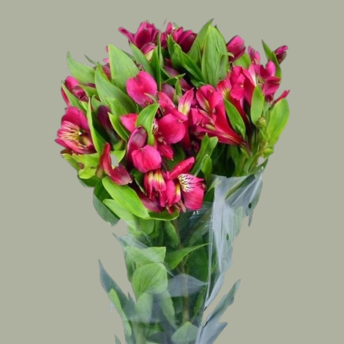 Astromelias frescas a domicilio en Santiago, flor ideal para ramos o arreglos florales, entrega rapida
