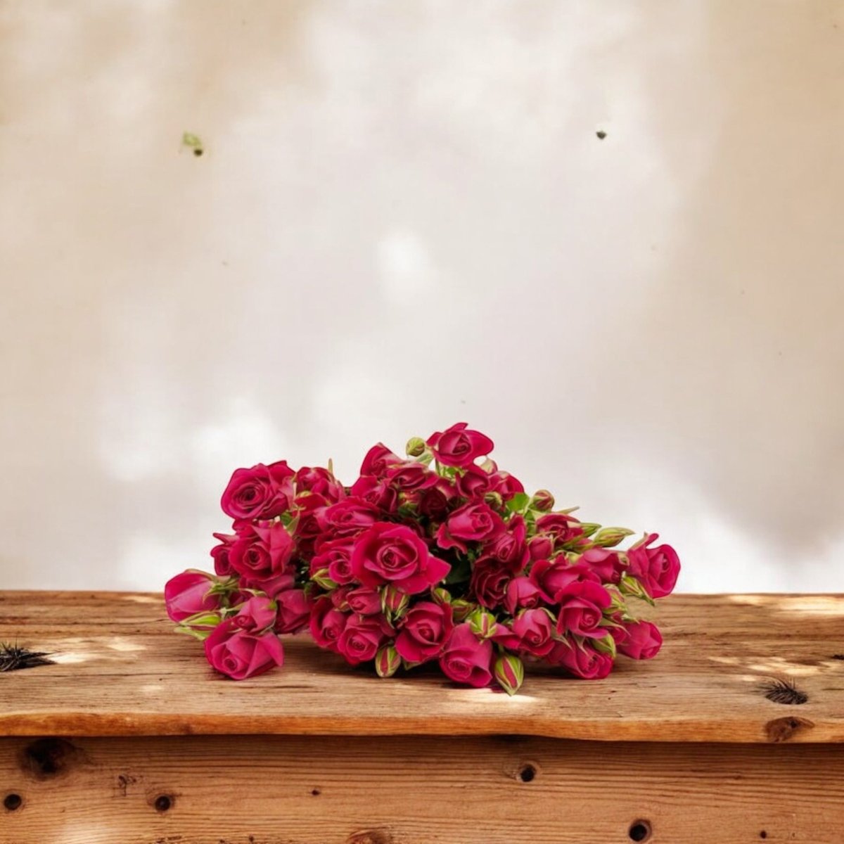 Mini Rosas fucsia frescas a domicilio en Santiago, flor ideal para ramos o arreglos florales, entrega rápida