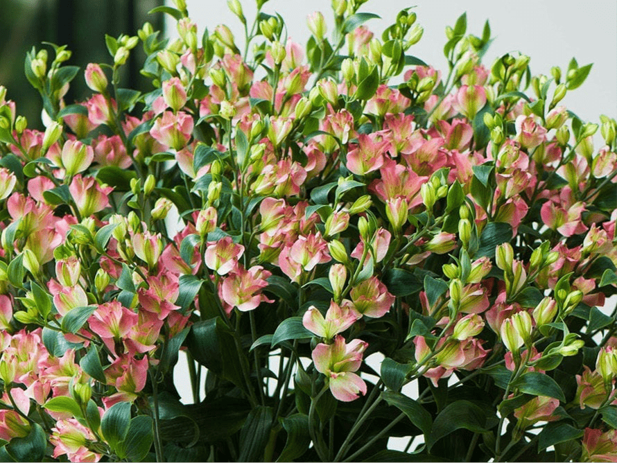 Charmelia frescas a domicilio en Santiago, flor ideal para ramos o arreglos florales, entrega rápida