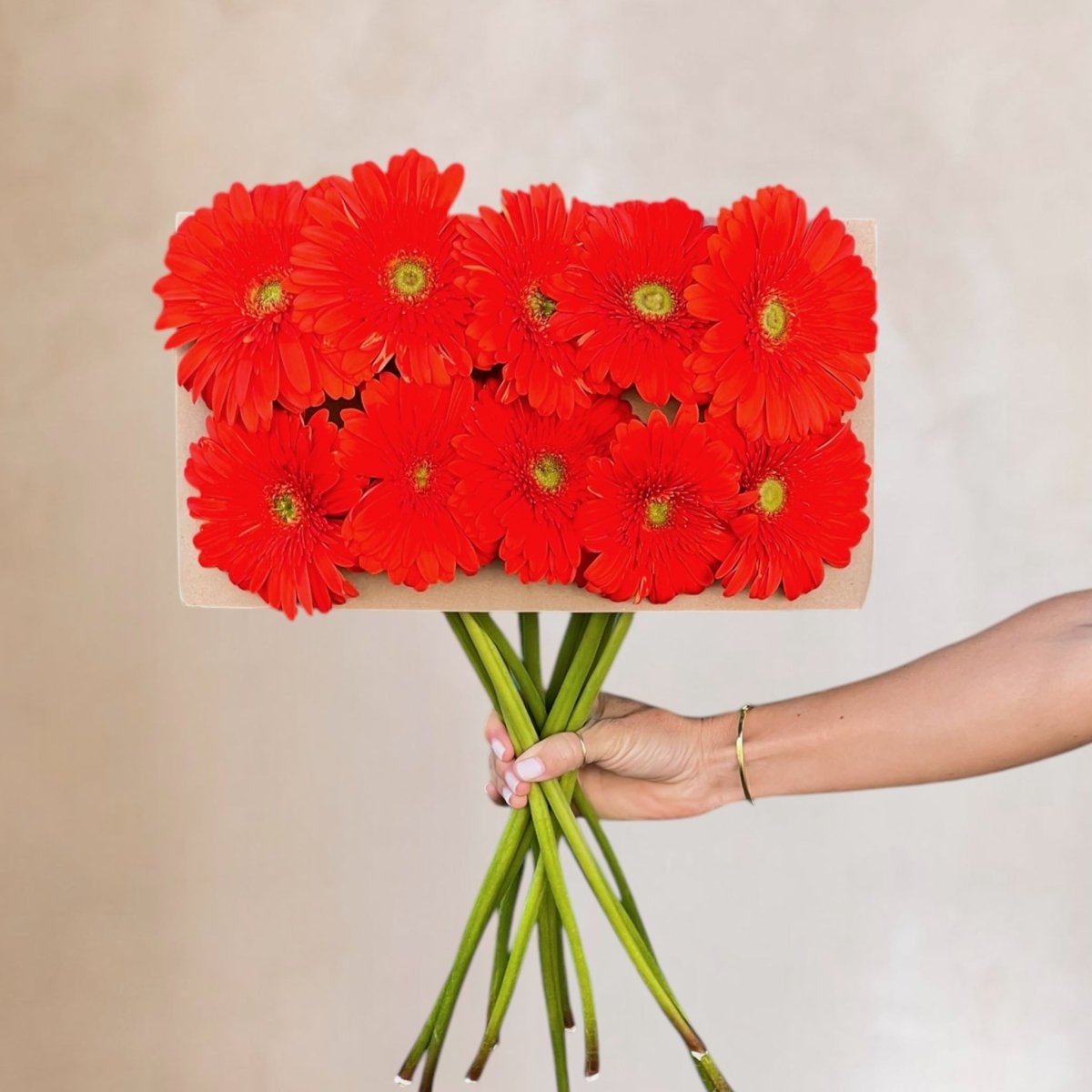 Gerberas frescas a domicilio en Santiago, flor silvestre ideal para ramos y arreglos florales, entrega rápida