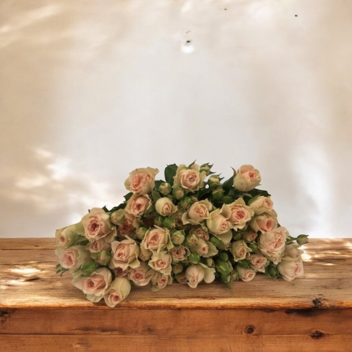 Mini Rosas frescas a domicilio en Santiago, flor ideal para ramos o arreglos florales, entrega rápida