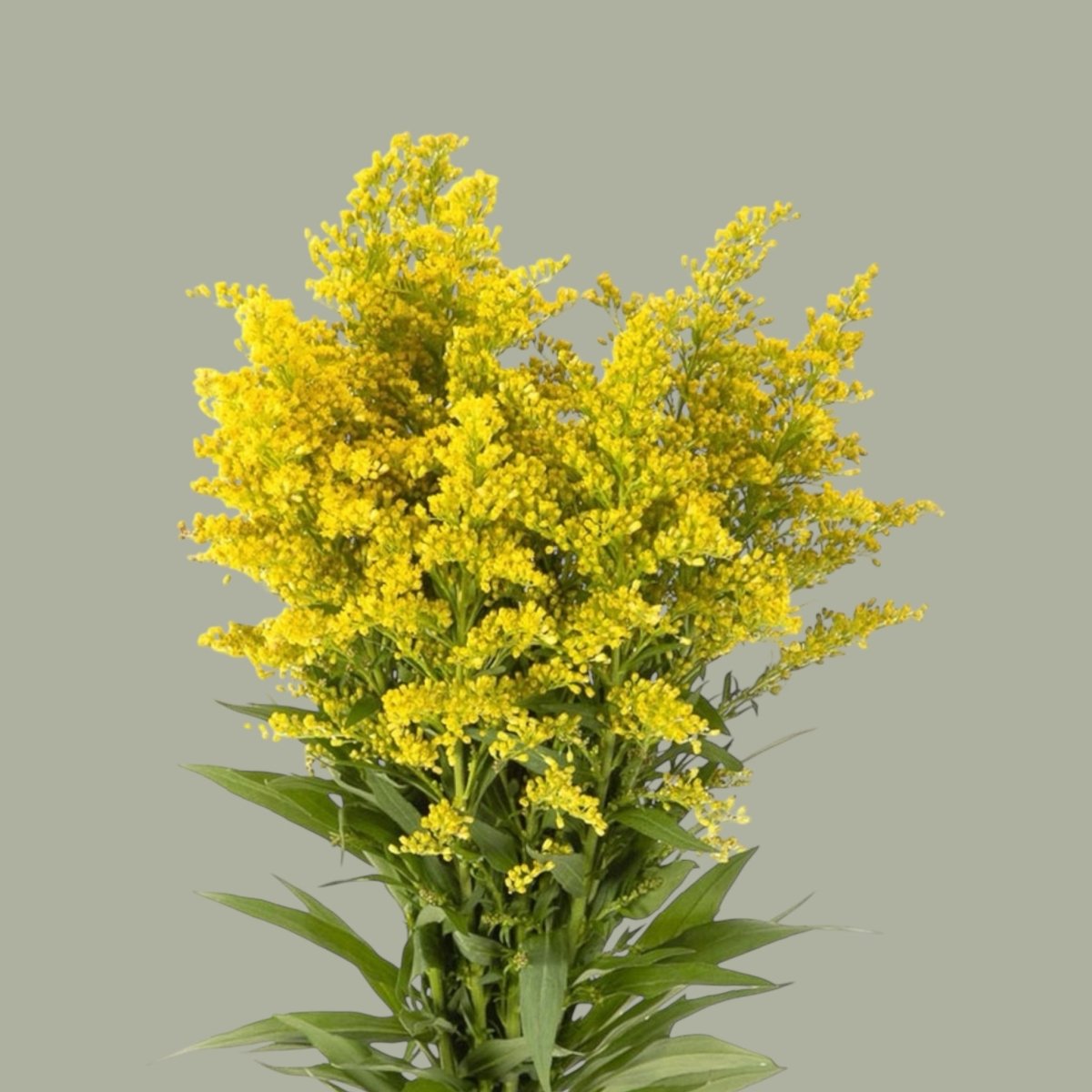 Solidago fresco como follaje en ramos o arreglos florales, entrega a domicilio en Santiago