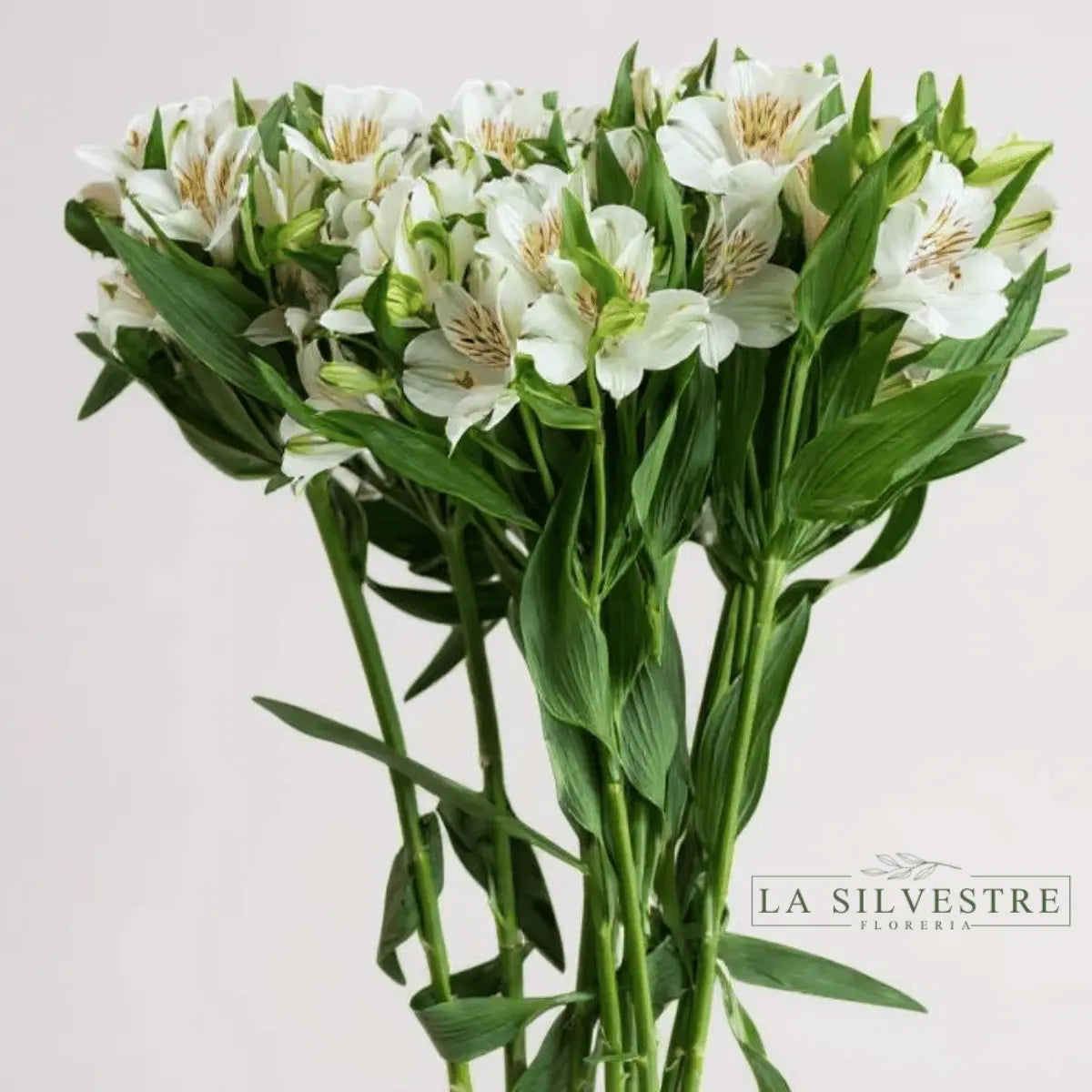 ASTROMELIAS BLANCAS| Flores a domicilio | Florería La Silvestre