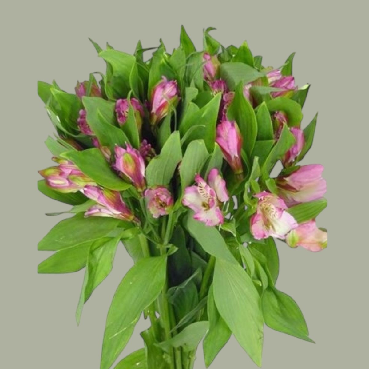 Astromelias frescas a domicilio en Santiago, flor ideal para ramos o arreglos florales, entrega rapida