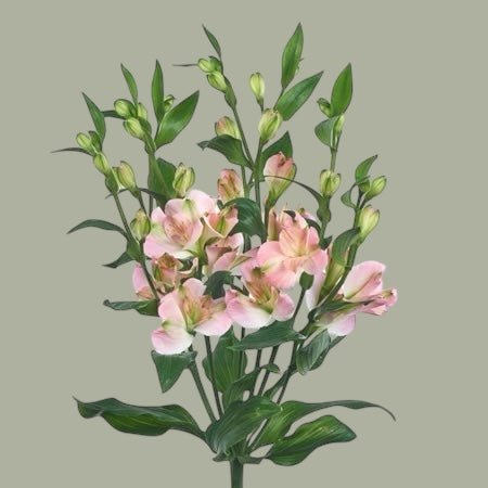 Charmelia frescas a domicilio en Santiago, flor ideal para ramos o arreglos florales, entrega rápida