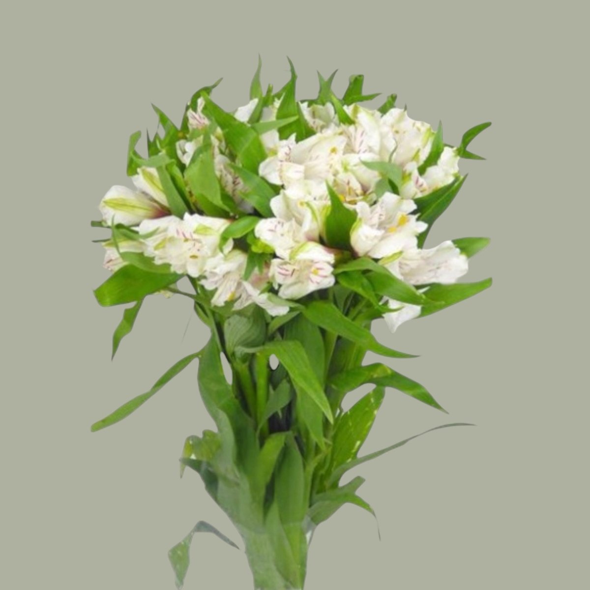 Astromelias frescas a domicilio en Santiago, flor ideal para ramos o arreglos florales, entrega rapida