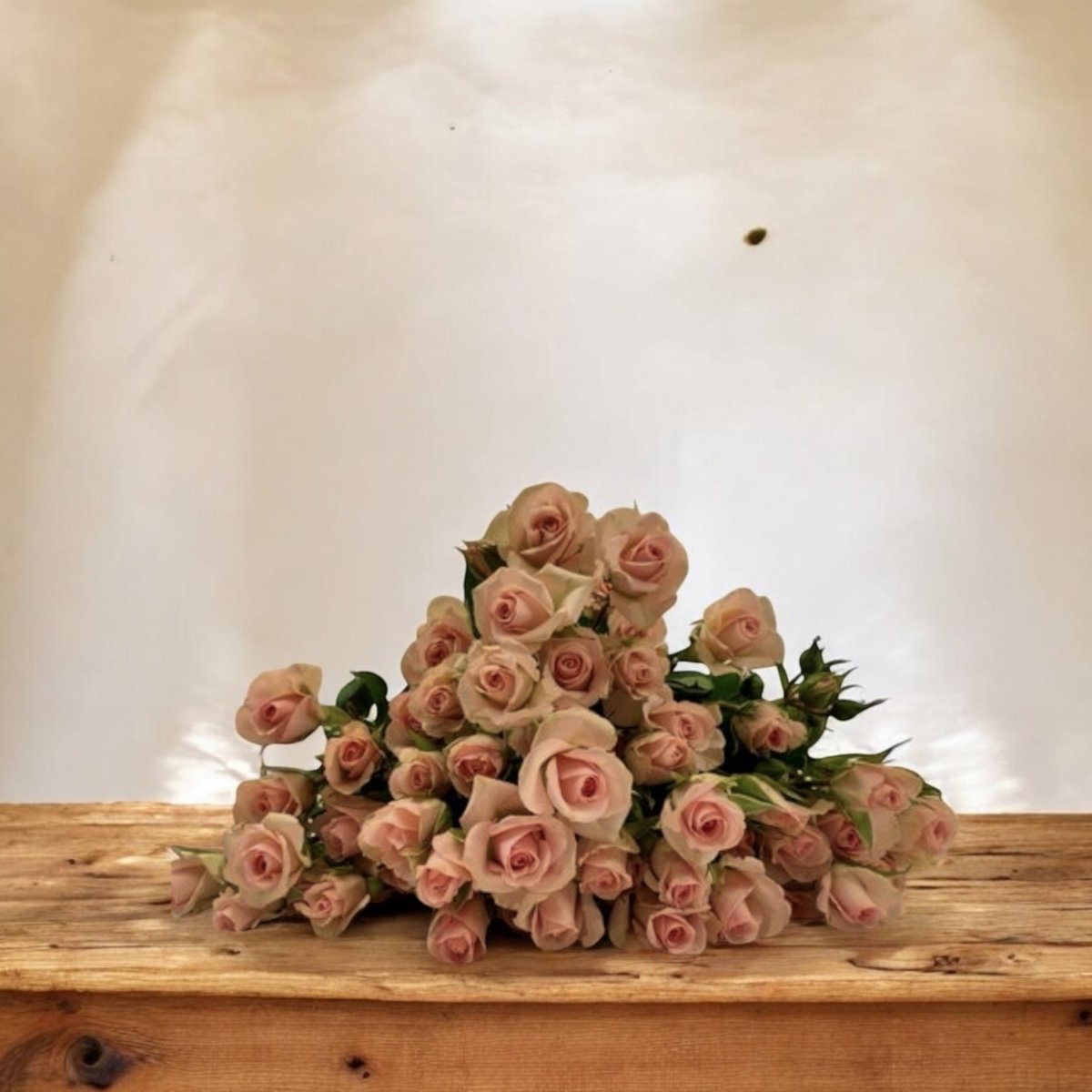 Mini Rosas frescas a domicilio en Santiago, flor ideal para ramos o arreglos florales, entrega rápida