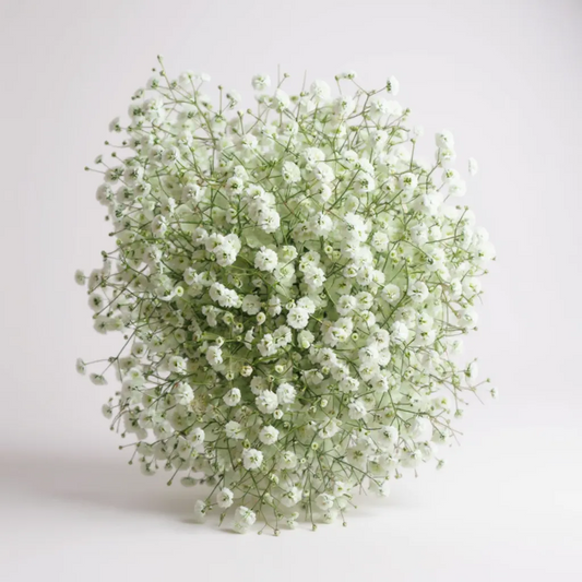 FLOR NUBE - GYPSOPHILA