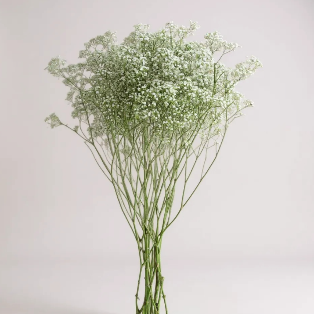 FLOR NUBE - GYPSOPHILA