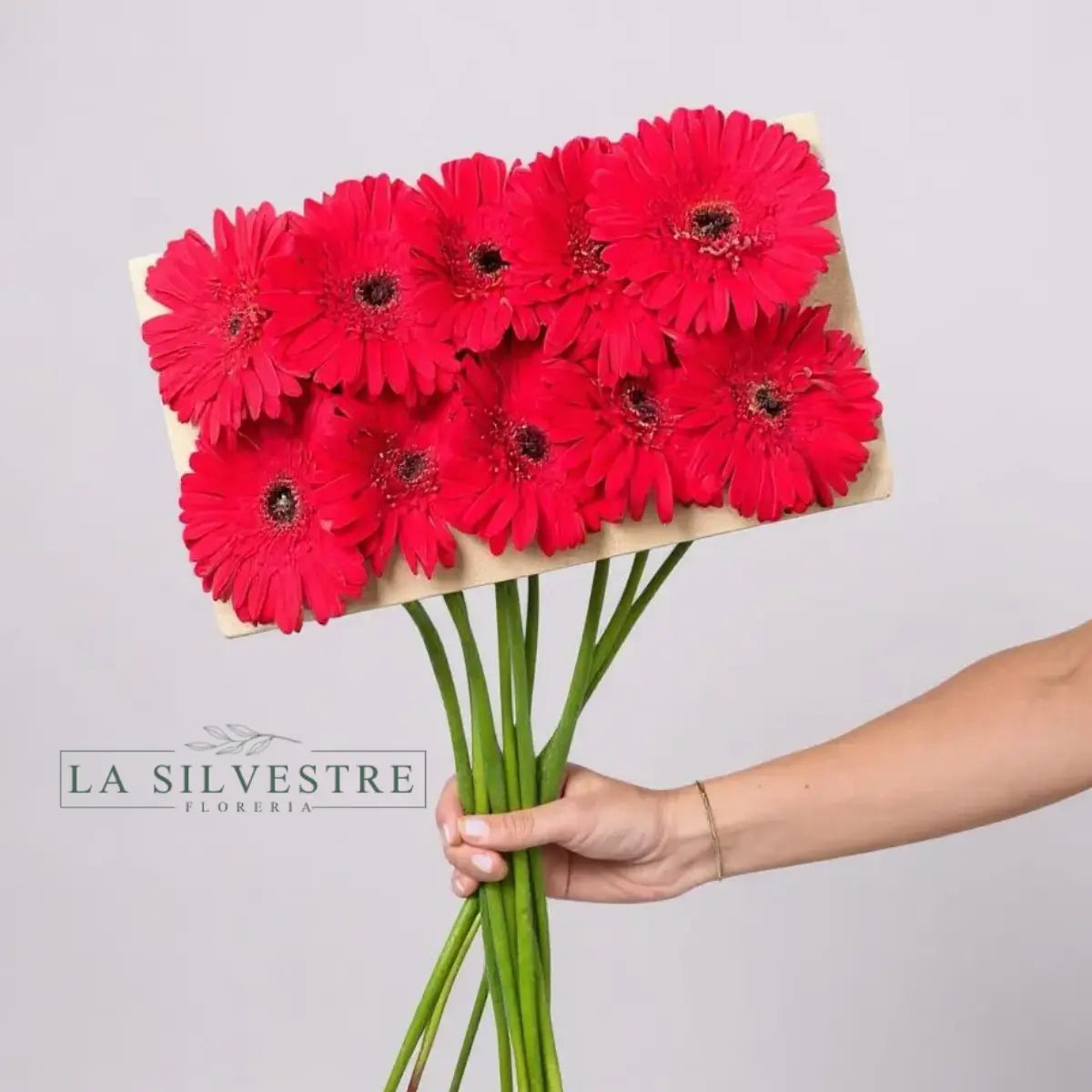 GERBERAS| Flores a domicilio | Florería La Silvestre