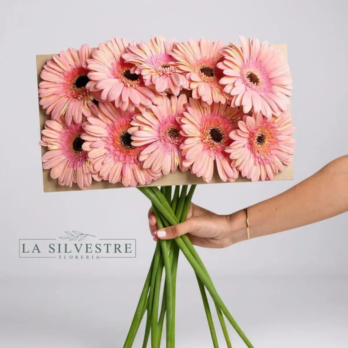 GERBERAS| Flores a domicilio | Florería La Silvestre