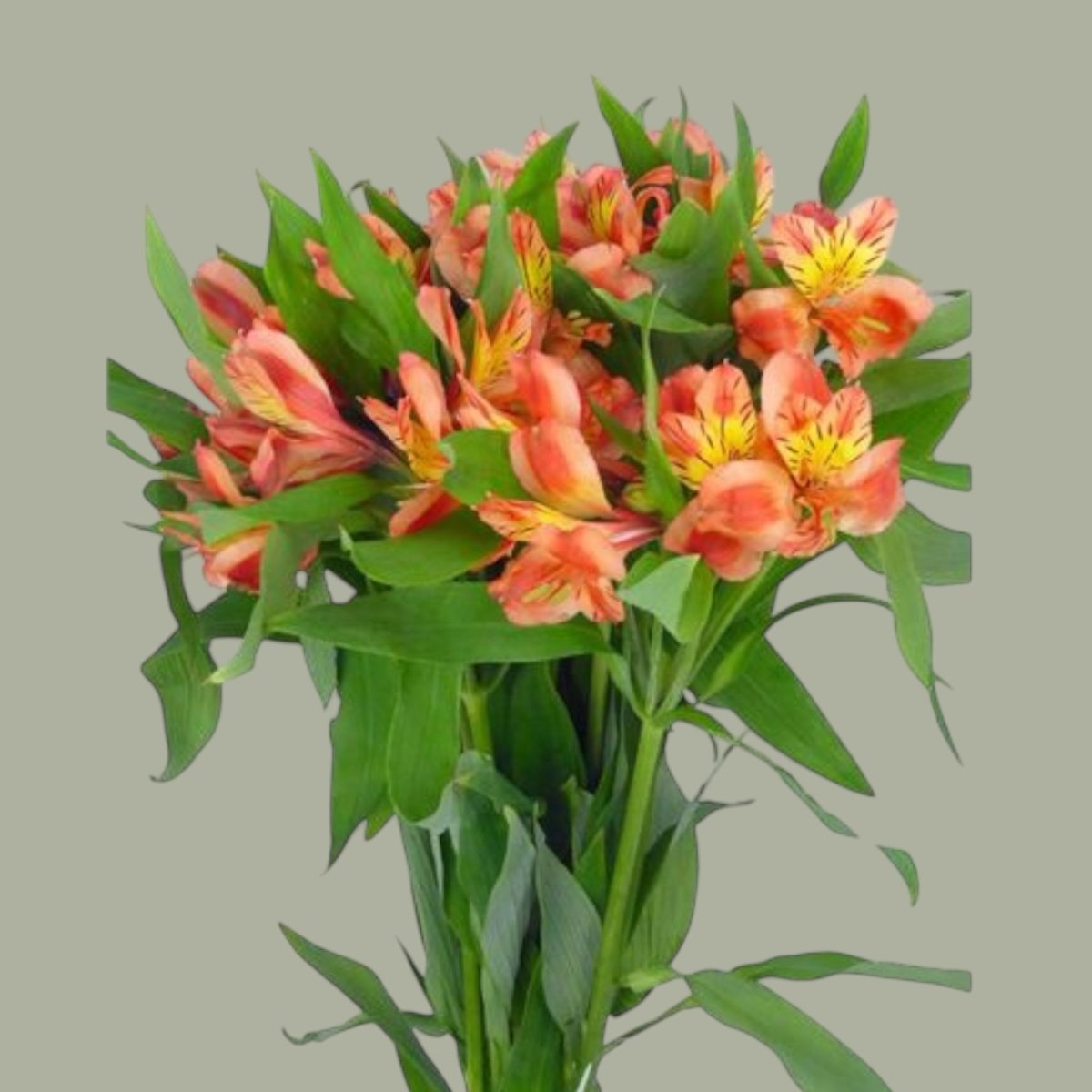 Astromelias frescas a domicilio en Santiago, flor ideal para ramos o arreglos florales, entrega rapida