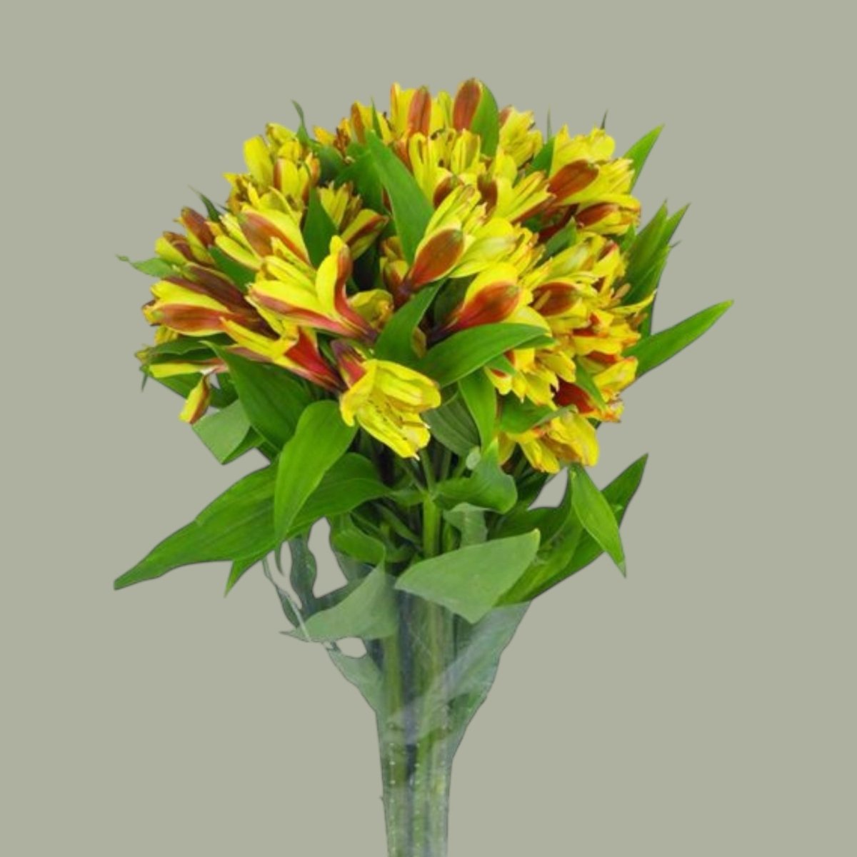 Astromelias frescas a domicilio en Santiago, flor ideal para ramos o arreglos florales, entrega rapida