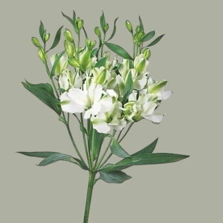 Charmelia frescas a domicilio en Santiago, flor ideal para ramos o arreglos florales, entrega rápida
