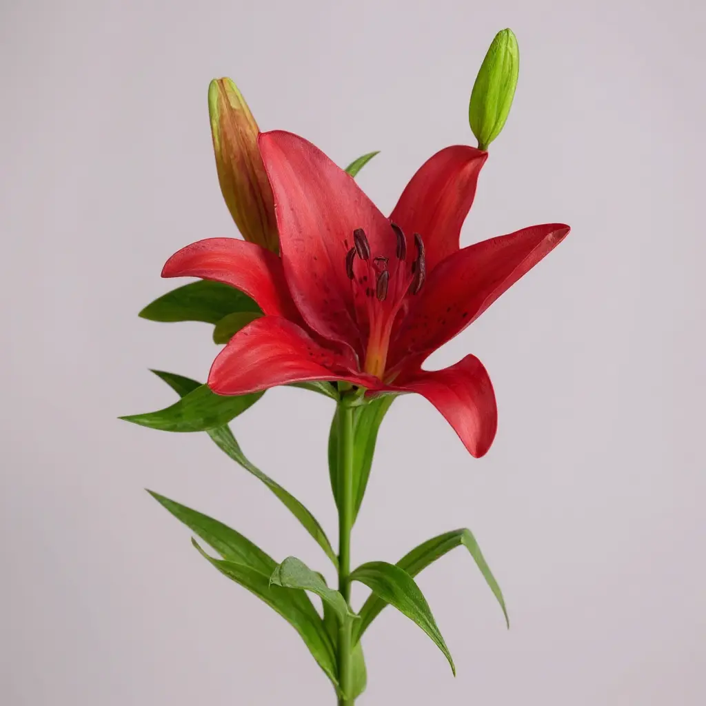 LILIUM