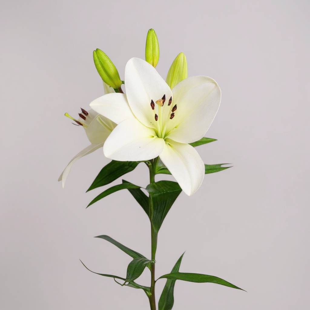 LILIUM