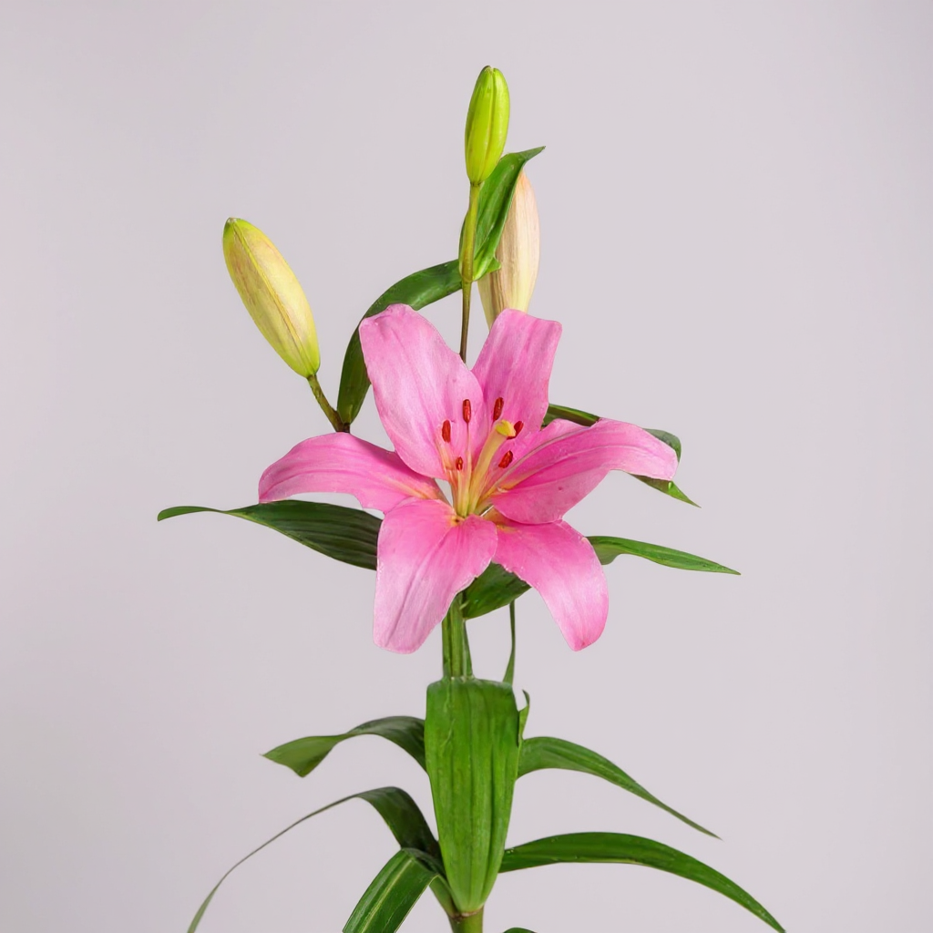 LILIUM