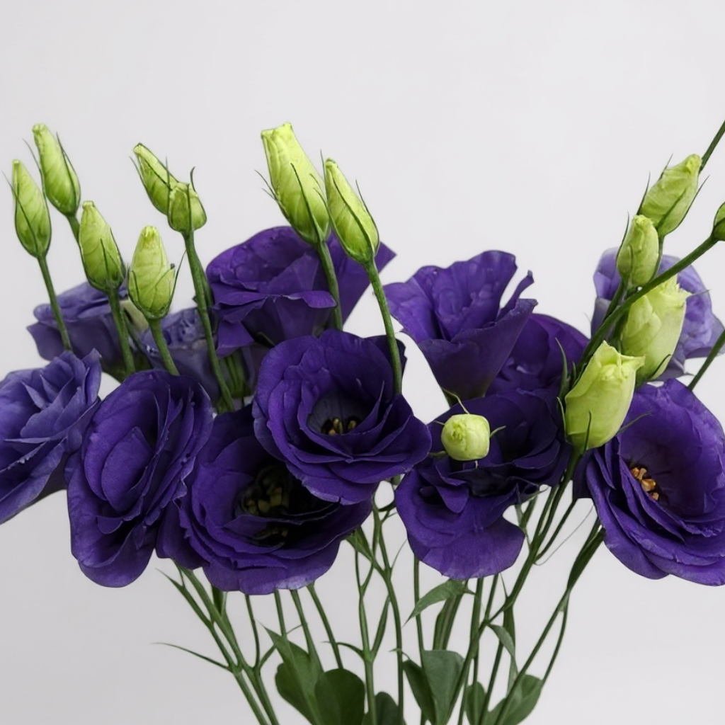 RAMO LISIANTHUS MORADOS