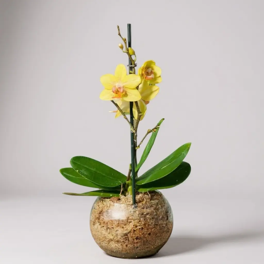 Orquídea Amarilla Mini