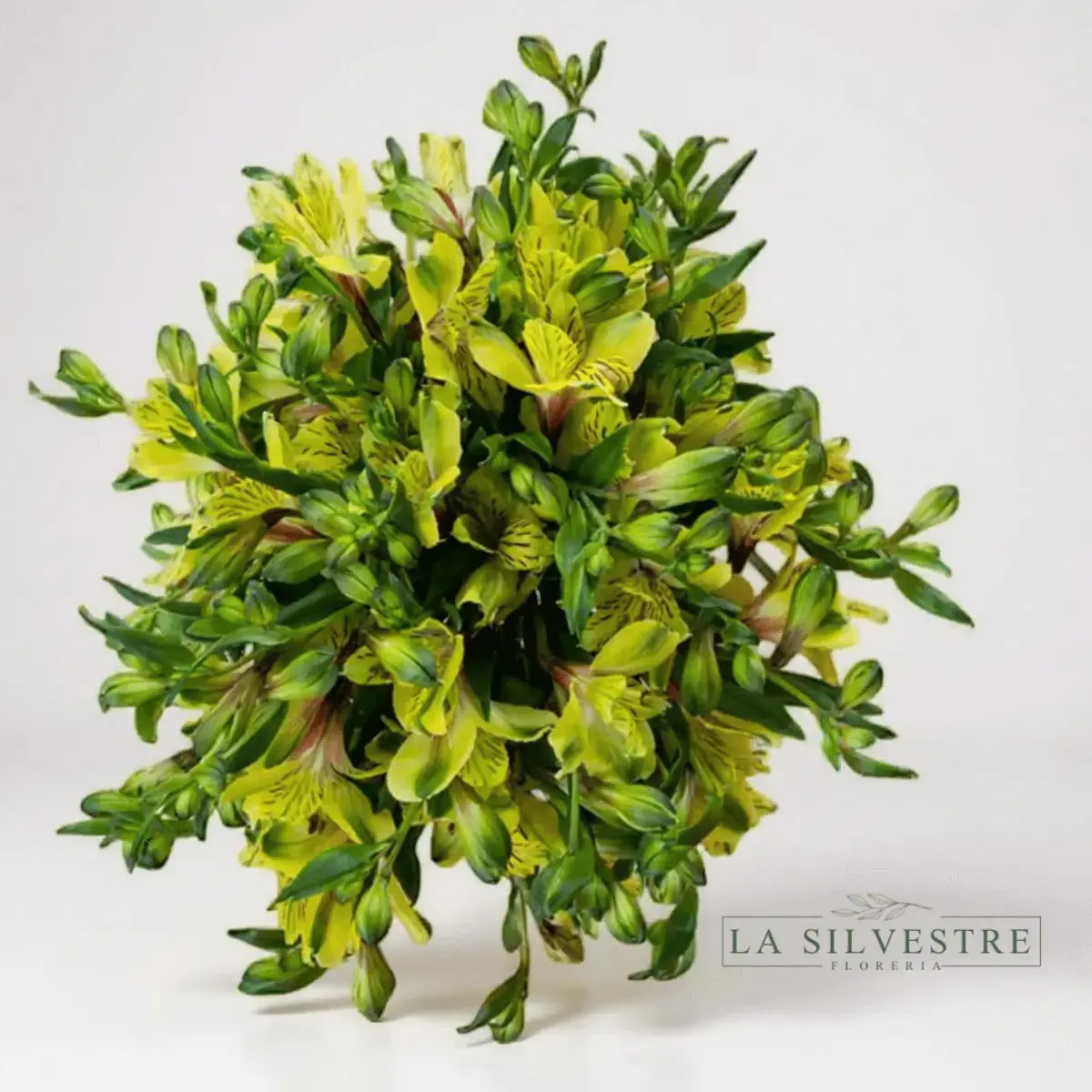 ASTROMELIAS| Flores a domicilio | Florería La Silvestre