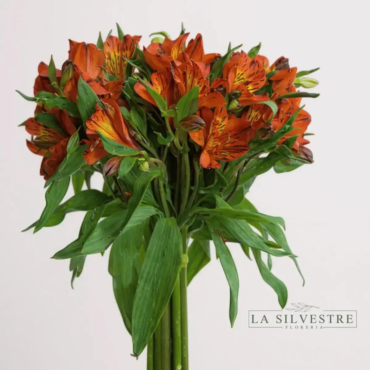 ASTROMELIAS| Flores a domicilio | Florería La Silvestre