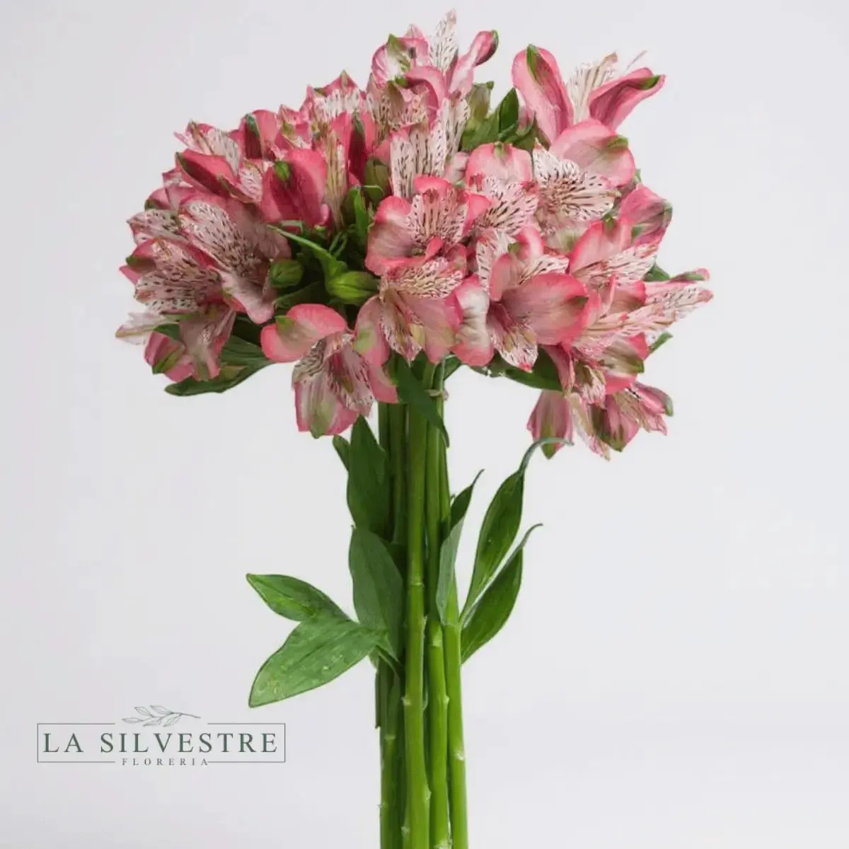 ASTROMELIAS ROSADAS| Flores a domicilio | Florería La Silvestre