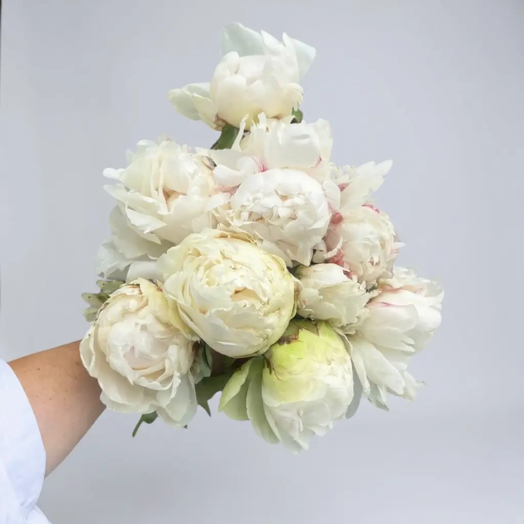 RAMO PEONIAS BLANCAS