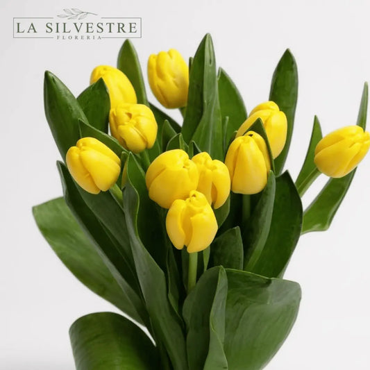 TULIPANES AMARILLOS| Flores a domicilio | Florería La Silvestre