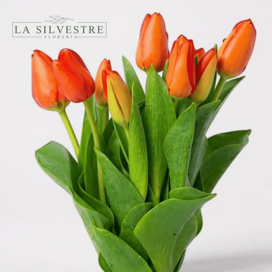 TULIPANES NARANJOS| Flores a domicilio | Florería La Silvestre
