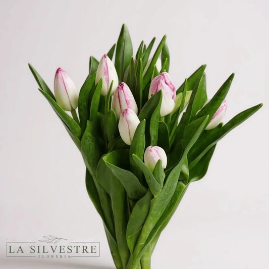 TULIPANES ROSADOS| Flores a domicilio | Florería La Silvestre