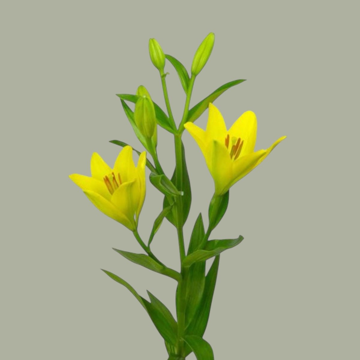 LILIUM