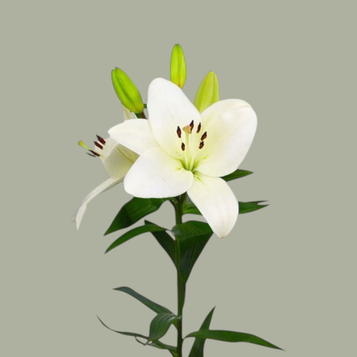 LILIUM