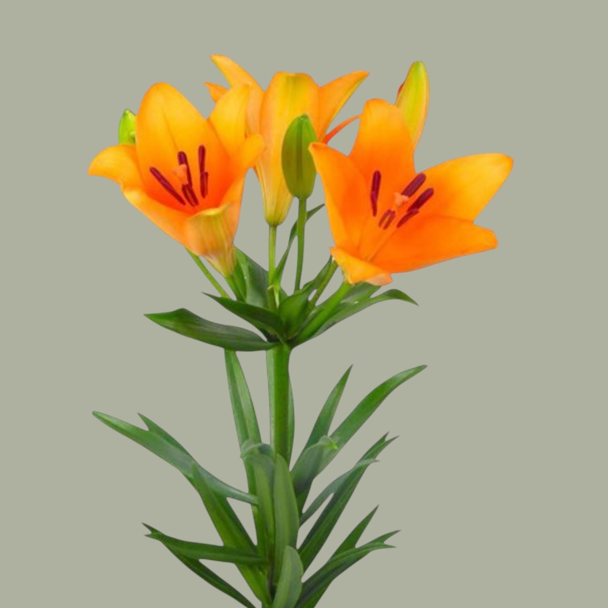 LILIUM