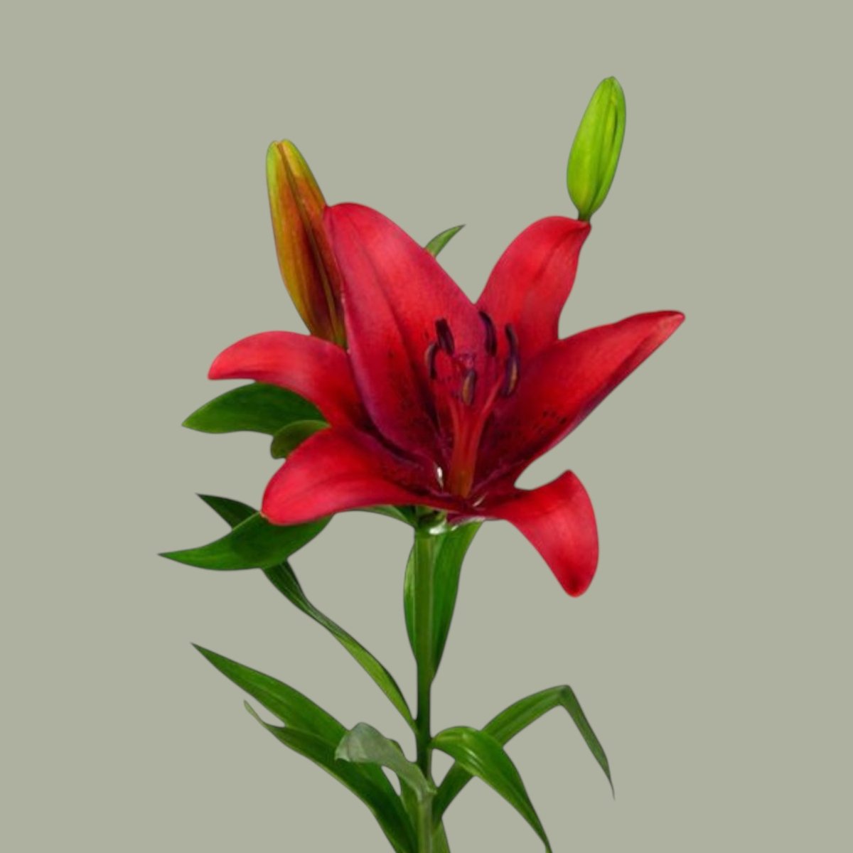LILIUM
