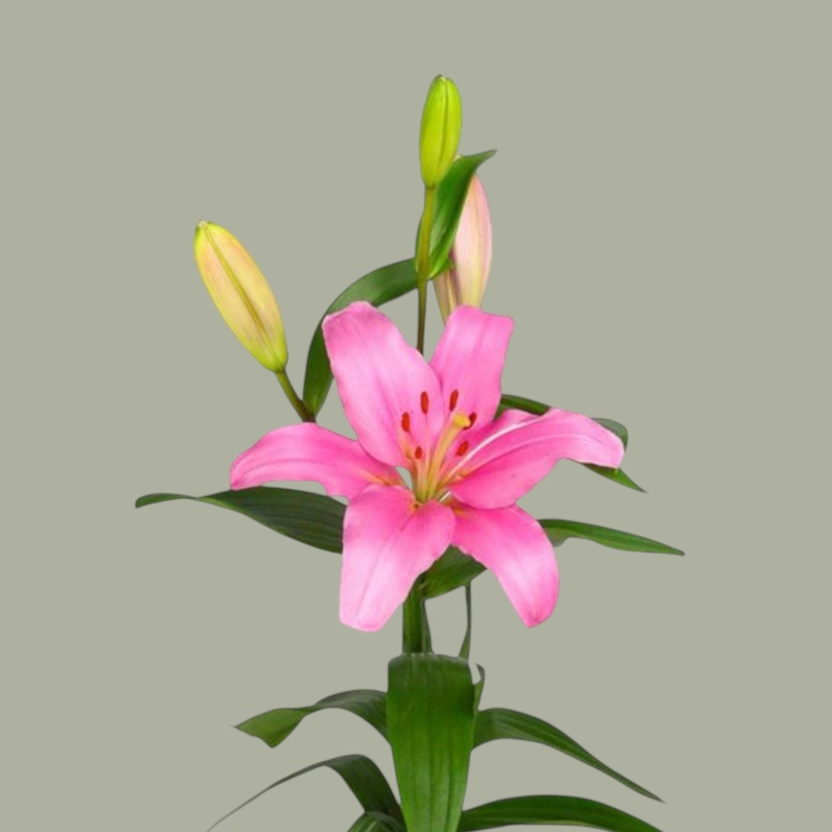 LILIUM