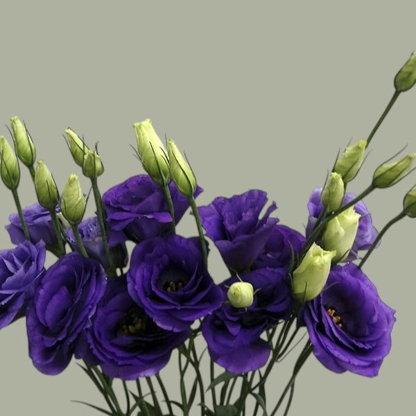 Lisianthus frescas a domicilio en Santiago, flor ideal para ramos o arreglos florales, entrega rápida