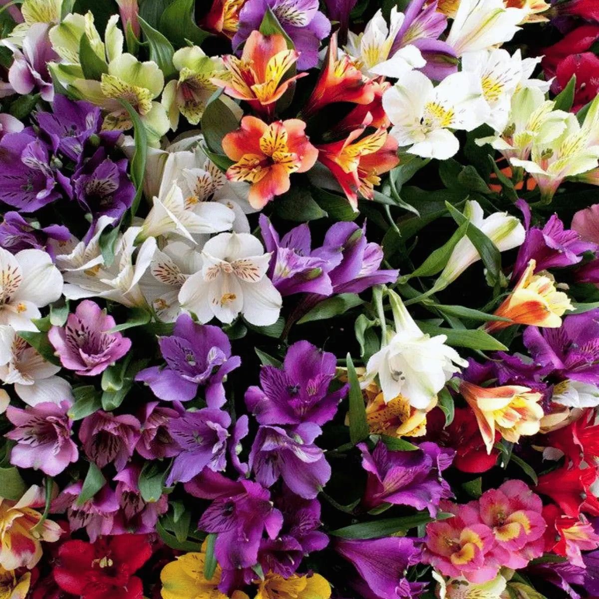 Astromelias | Flores a domicilio | Florería La Silvestre