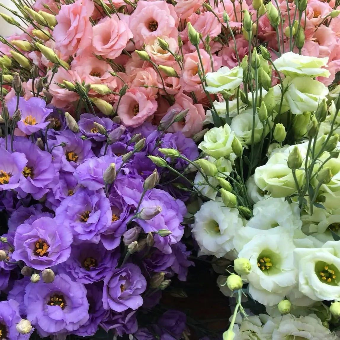 LISIANTHUS