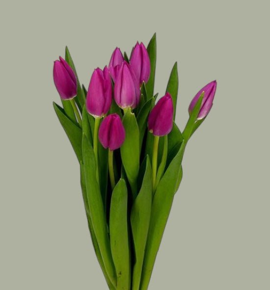 Tulipanes frescas a domicilio en Santiago, flor ideal para ramos o arreglos florales, entrega rápida