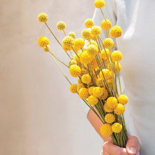 Craspedias frescas a domicilio en Santiago, flor silvestre ideal para ramos y arreglos florales, entrega rápida