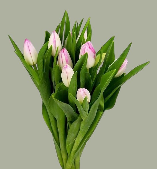 Tulipanes frescas a domicilio en Santiago, flor ideal para ramos o arreglos florales, entrega rápida
