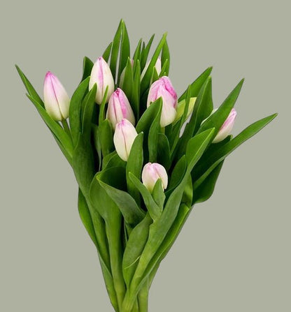 Tulipanes frescas a domicilio en Santiago, flor ideal para ramos o arreglos florales, entrega rápida