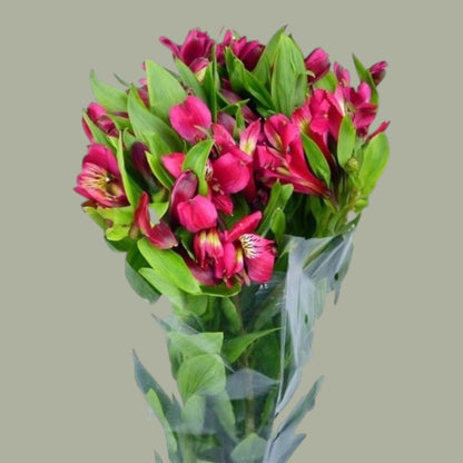 Astromelias frescas a domicilio en Santiago, flor ideal para ramos o arreglos florales, entrega rapida