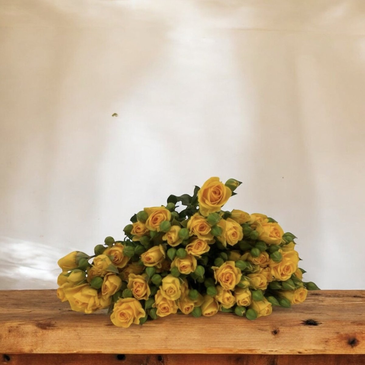 Mini Rosas frescas a domicilio en Santiago, flor ideal para ramos o arreglos florales, entrega rápida