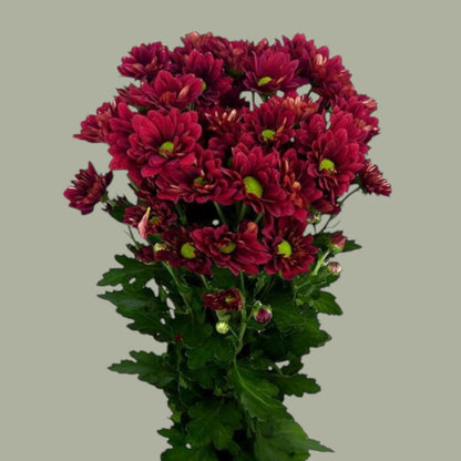 Mable Margarita fresca a domicilio en Santiago, flor silvestre ideal para ramos alegres, entrega rápida