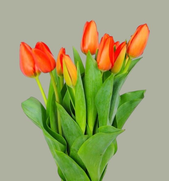 Tulipanes frescas a domicilio en Santiago, flor ideal para ramos o arreglos florales, entrega rápida