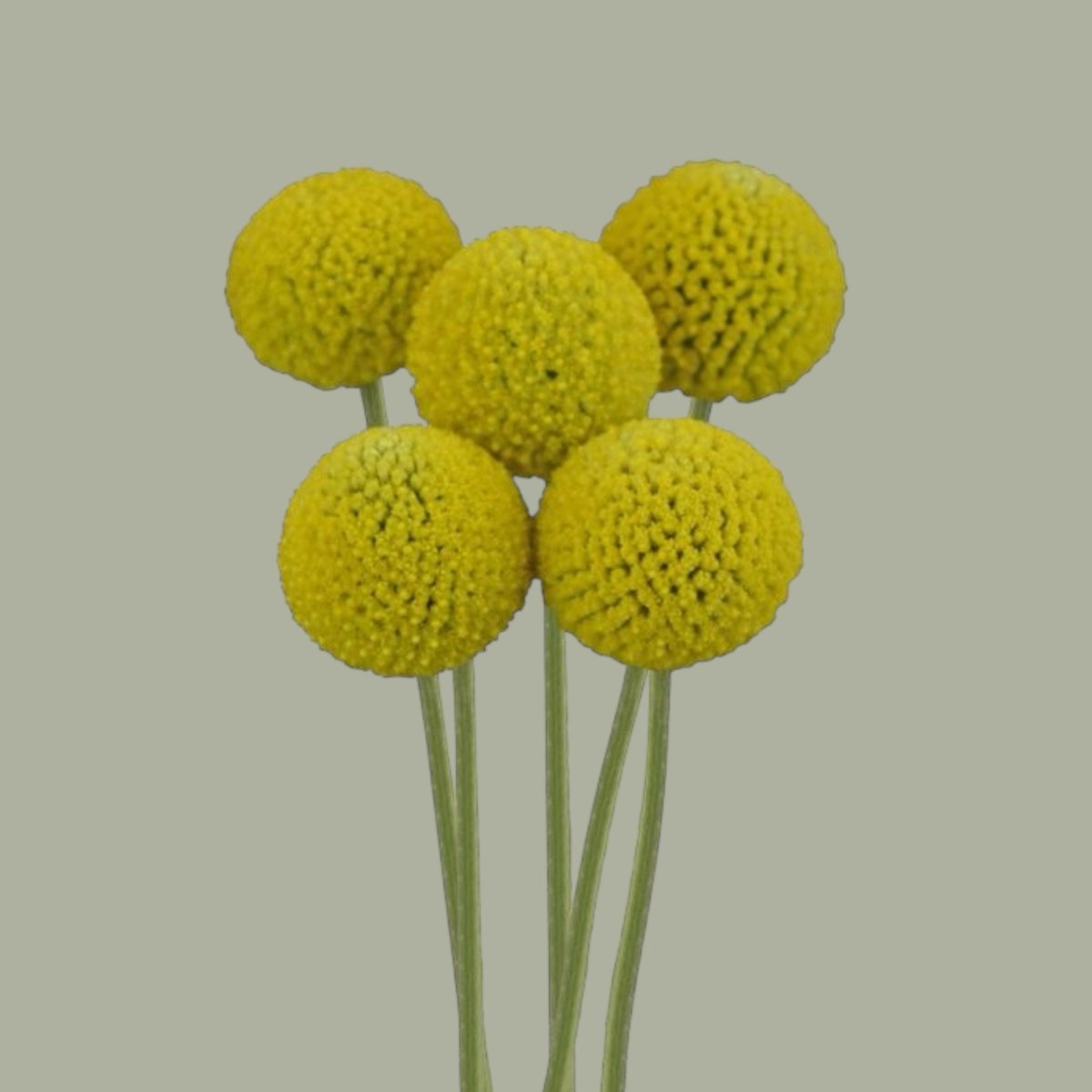 Craspedias frescas a domicilio en Santiago, flor silvestre ideal para ramos y arreglos florales, entrega rápida